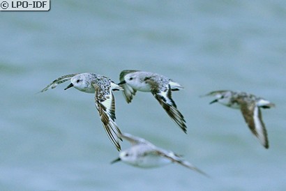 Bécasseau sanderling