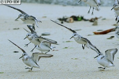 Bécasseau sanderling