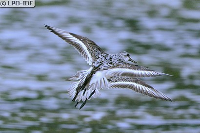 Bécasseau sanderling