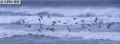 Bécasseau sanderling