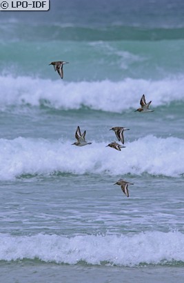 Bécasseau sanderling