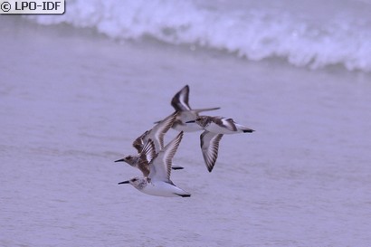 Bécasseau sanderling