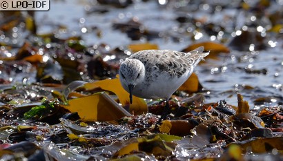 Bécasseau sanderling