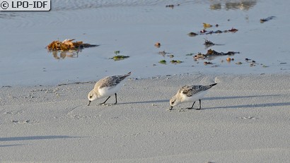 Bécasseau sanderling