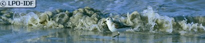 Bécasseau sanderling