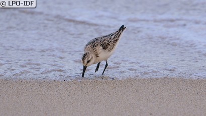 Bécasseau sanderling