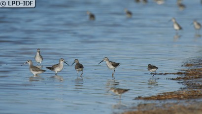 Bécasseau échasse