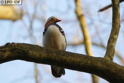 Canard mandarin