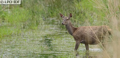 Cerf élaphe