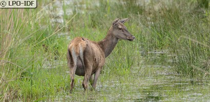 Cerf élaphe