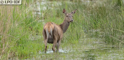 Cerf élaphe