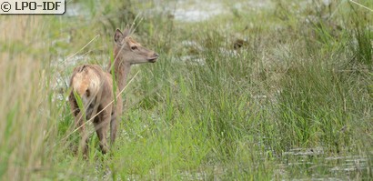 Cerf élaphe