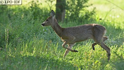 Chevreuil