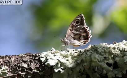 Chevron blanc