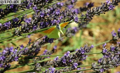 Citron de Provence