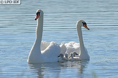 Cygne tuberculé