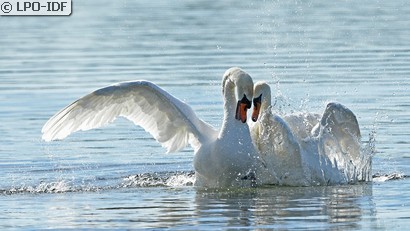 Cygne tuberculé