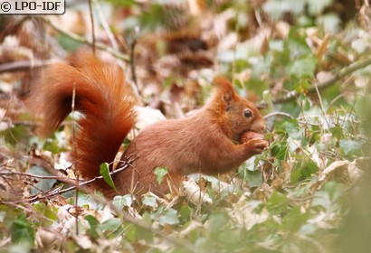 Ecureuil roux
