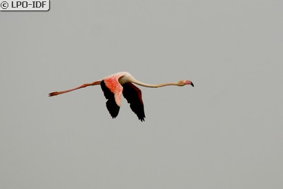 Flamant rose