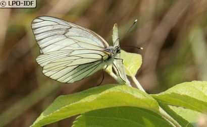 Gazé