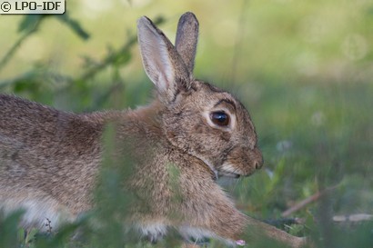 Lapin de garenne