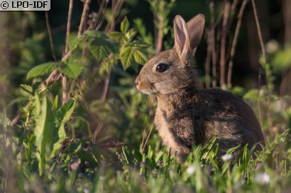 Lapin de garenne