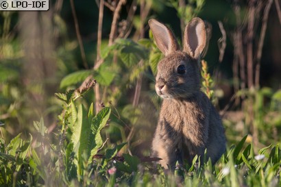 Lapin de garenne