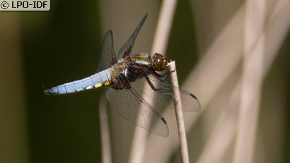 Libellule déprimée
