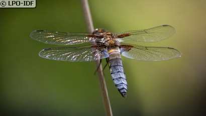 Libellule déprimée