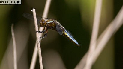 Libellule déprimée