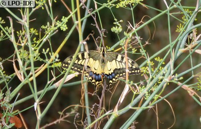 Machaon