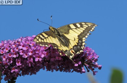 Machaon