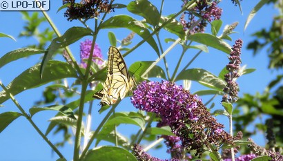Machaon