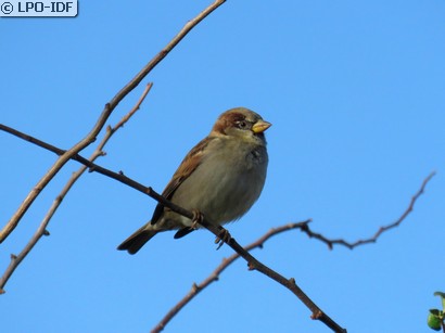 Moineau domestique