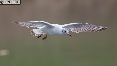 Mouette rieuse