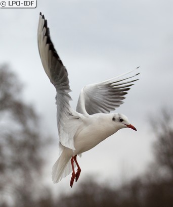 Mouette rieuse