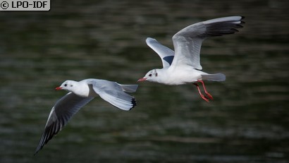 Mouette rieuse
