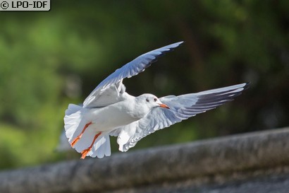 Mouette rieuse