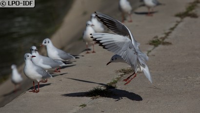 Mouette rieuse