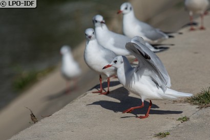 Mouette rieuse