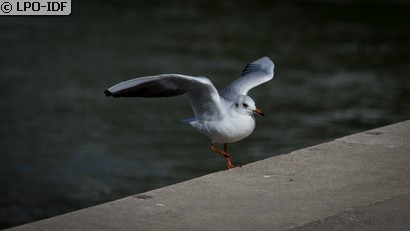 Mouette rieuse