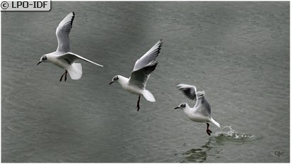 Mouette rieuse