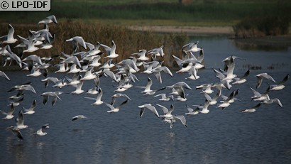 Mouette rieuse