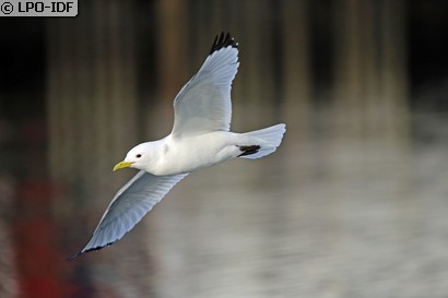 Mouette tridactyle