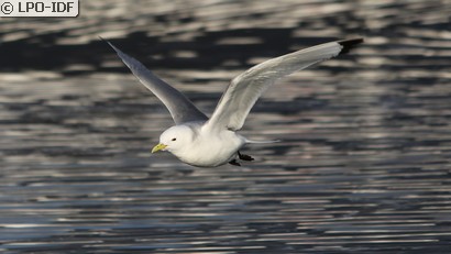 Mouette tridactyle