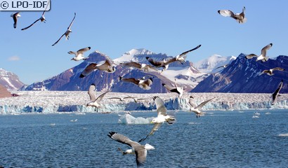 Mouette tridactyle