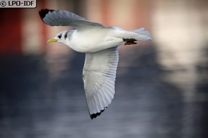 Mouette tridactyle