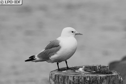 Mouette tridactyle