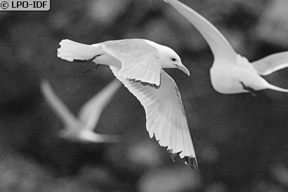 Mouette tridactyle