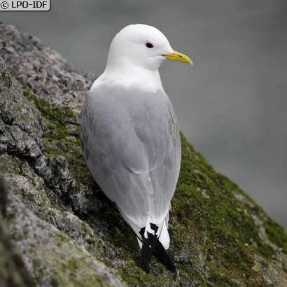 Mouette tridactyle